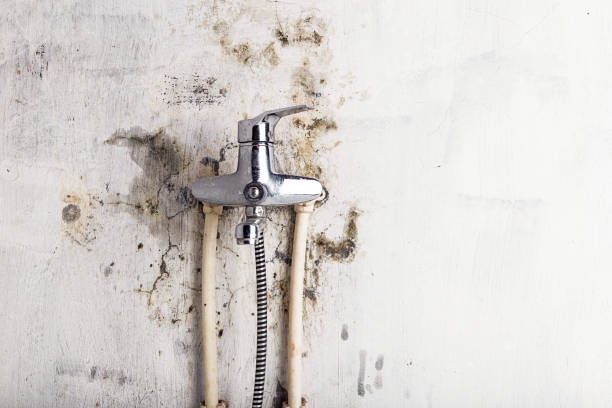 Best Health and Safety Mold Remediation in Grasonville, MD