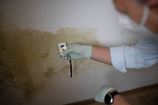 Best Post-Flood Mold Remediation in Grasonville, MD