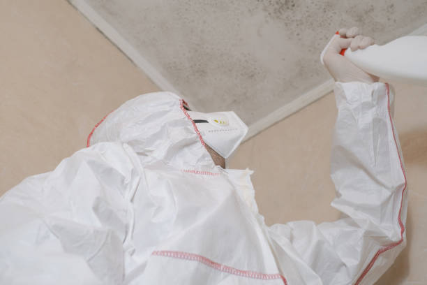 Best Emergency Mold Remediation in Grasonville, MD