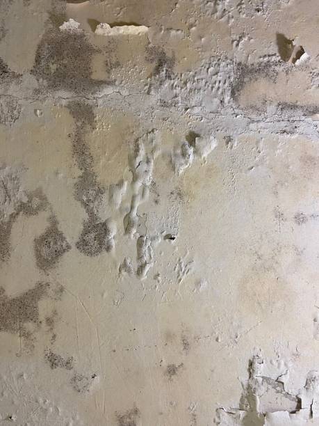 Best Localized Mold Remediation (e.g., coastal areas, humid climates) in Grasonville, MD