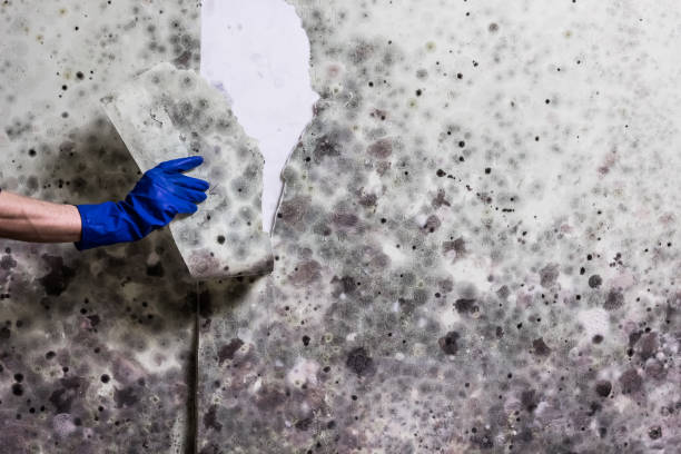 Best Mold Remediation for Specific Building Types in Grasonville, MD